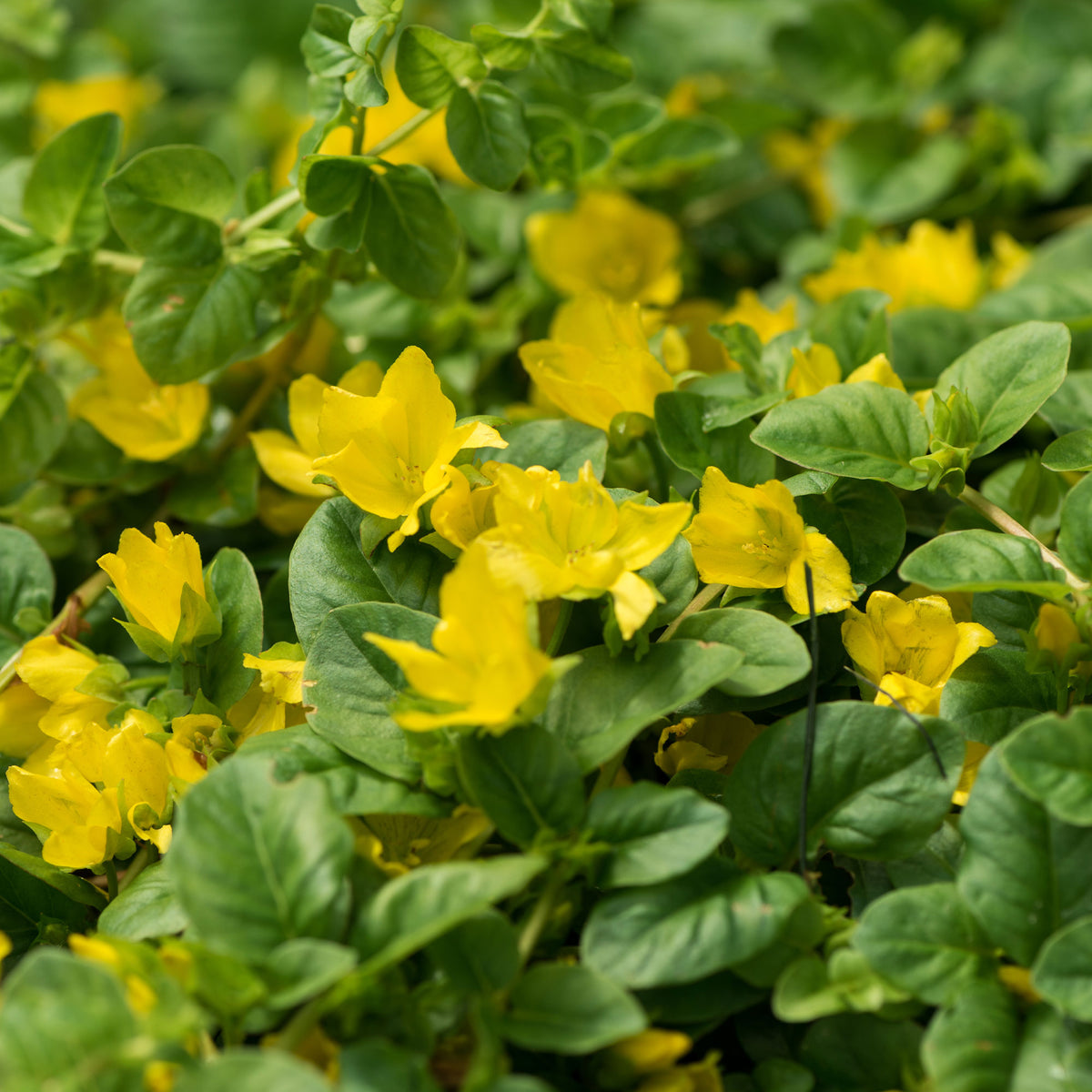 Lysimachia nummularia - Penningkruid - Alle vijverplanten