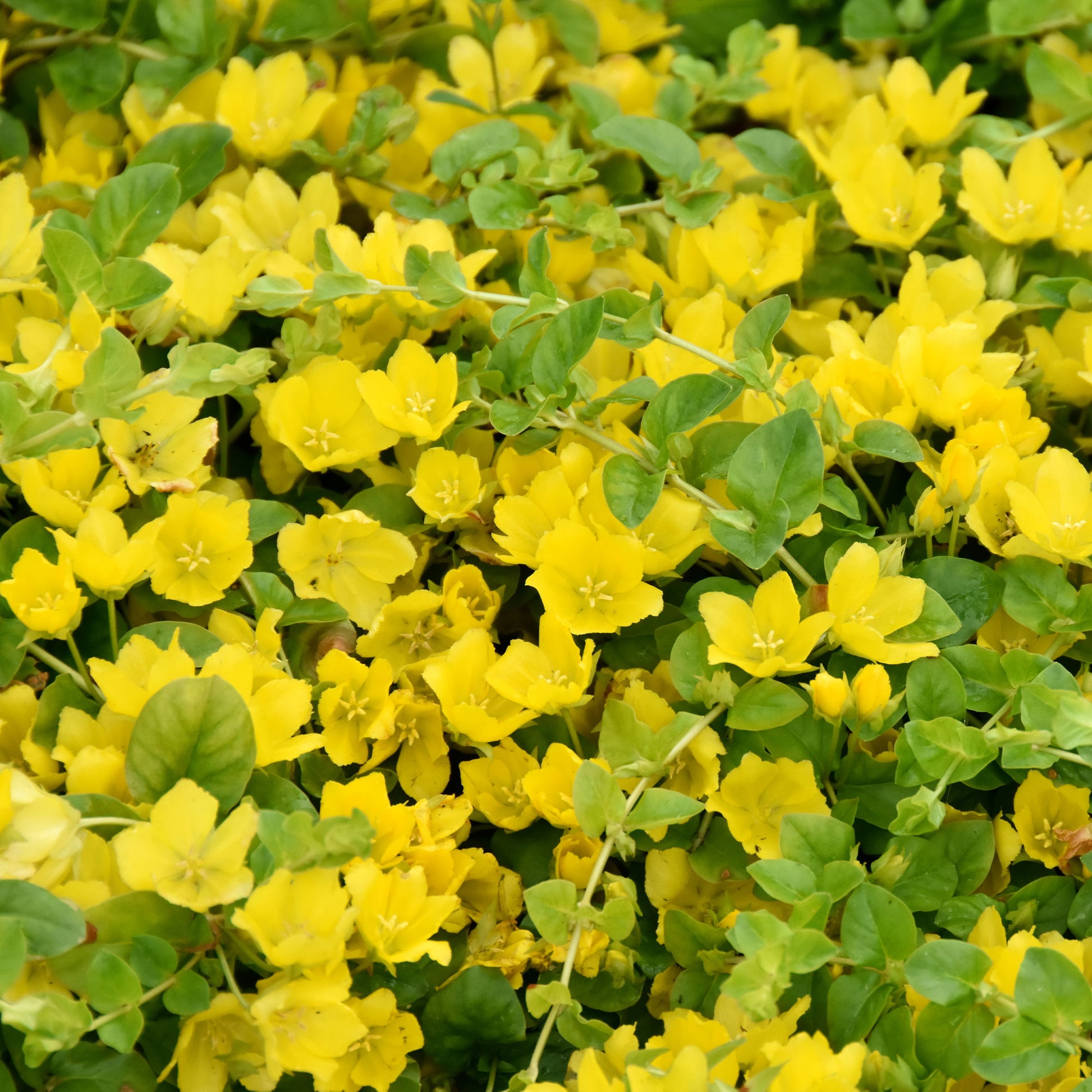 Penningkruid - Bakker