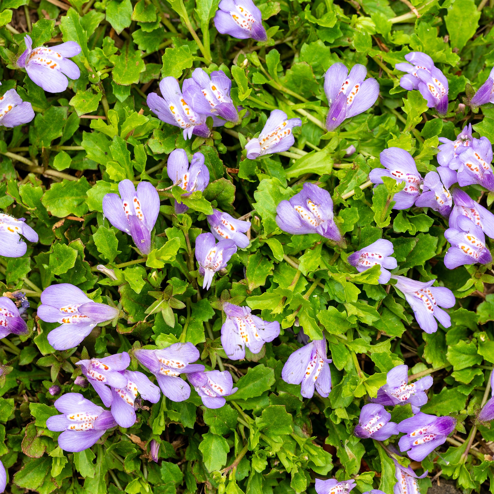 Mazus reptans 'Blue' paars - Mazus reptans - Bakker