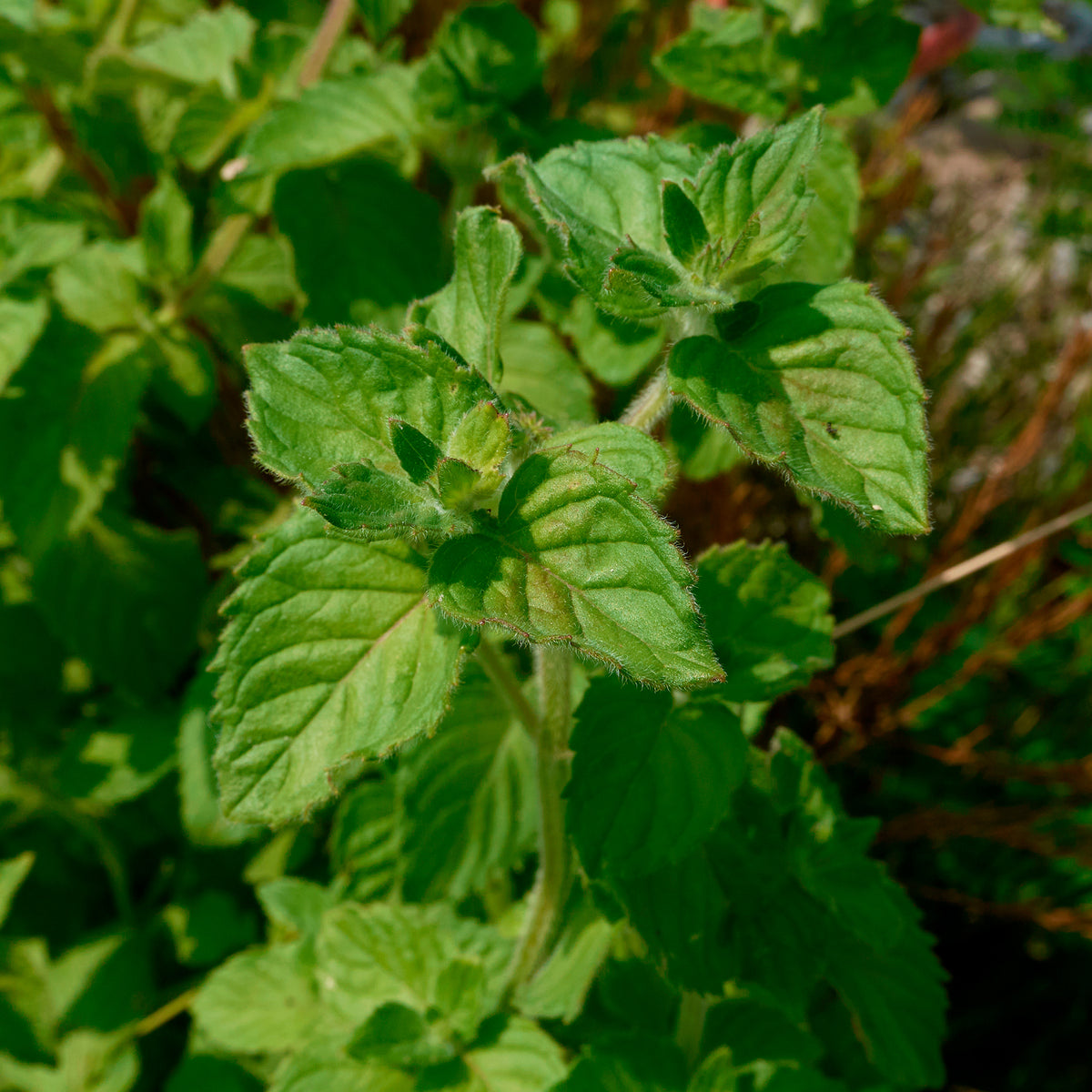 Watermunt - Mentha aquatica - Bakker