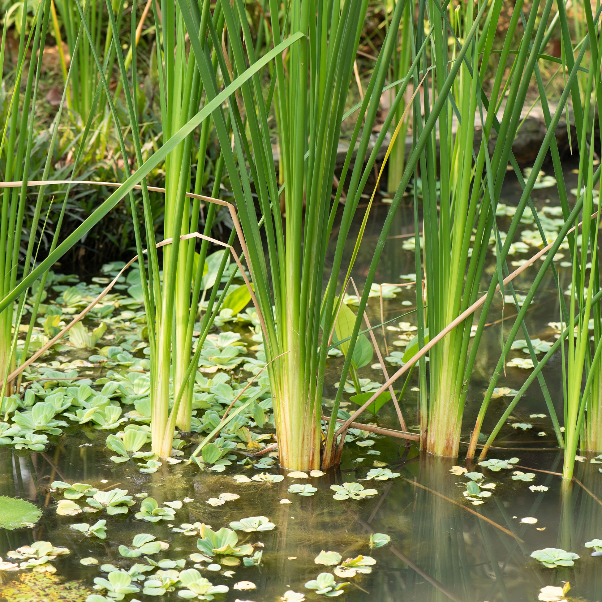 Verkoop Bakker smalbladig mos - Typha angustifolia