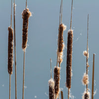 Lisdodde - Bakker smalbladig mos - Typha angustifolia