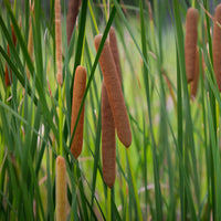 Typha angustifolia - Bakker smalbladig mos - Lisdodde