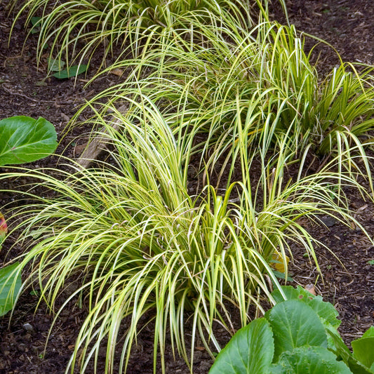 Dwergkalmoes 'Ogon' - Bakker