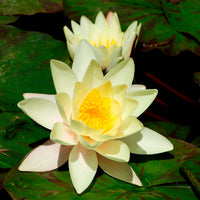 Nymphaea marliacea Chromatella - Waterlelie 'Marliacea Chromatella' - Waterlelies