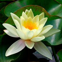 Waterlelies - Waterlelie 'Marliacea Chromatella' - Nymphaea marliacea Chromatella