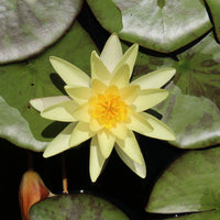 Waterlelie 'Marliacea Chromatella' - Bakker
