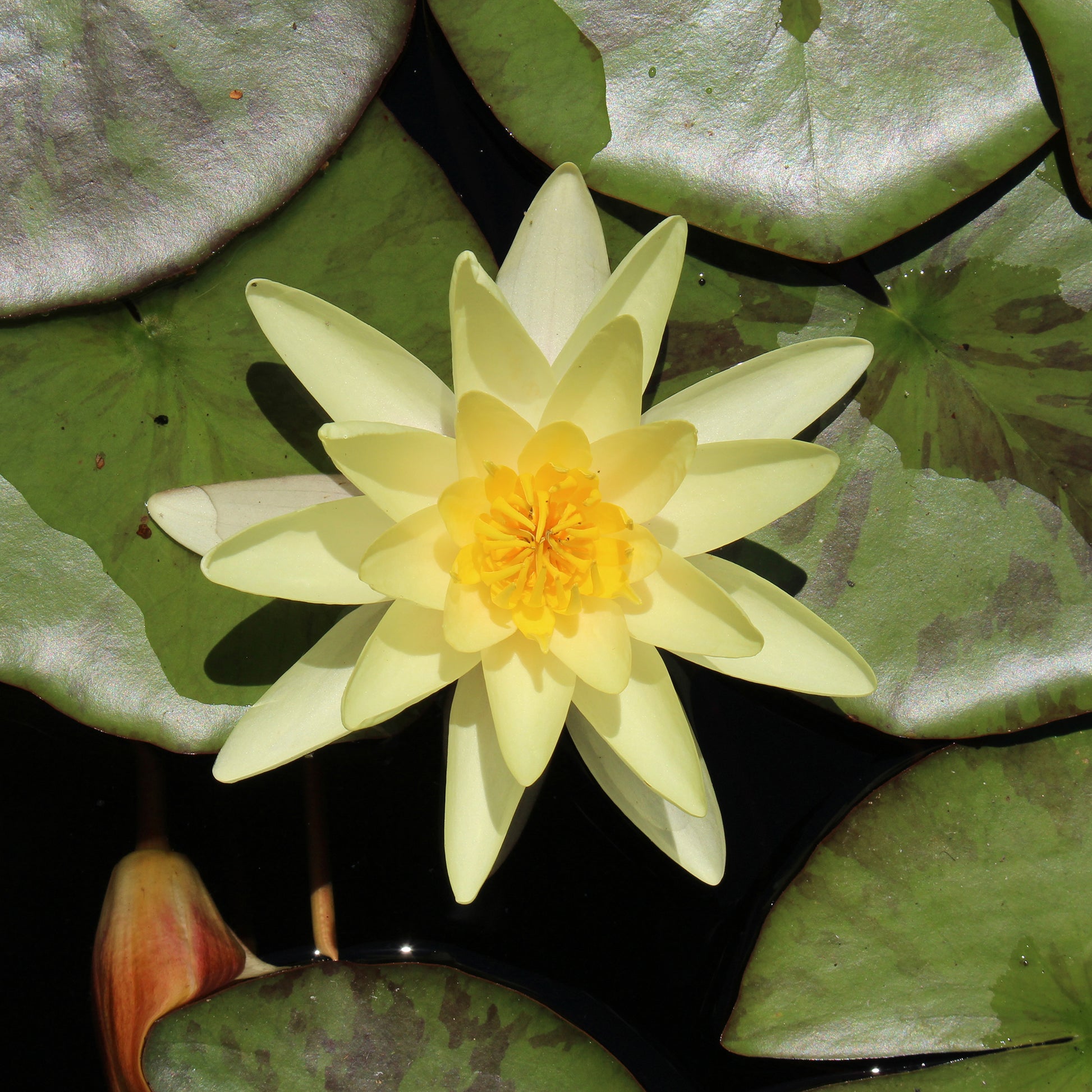 Waterlelie 'Marliacea Chromatella' - Bakker