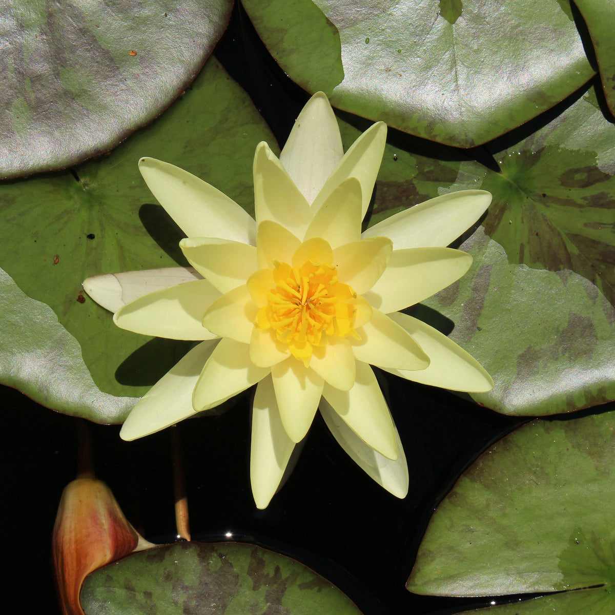 Waterlelie 'Marliacea Chromatella' - Bakker