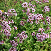 Oregano - Bakker