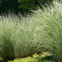 Prachtriet 'Morning Light' - Miscanthus sinensis morning light - Tuinplanten