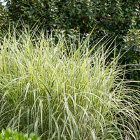 Prachtriet 'Variegatus' - Miscanthus sinensis variegatus - Bakker