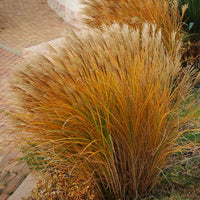 Prachtriet 'Gracillimus' - Miscanthus sinensis gracillimus - Bakker