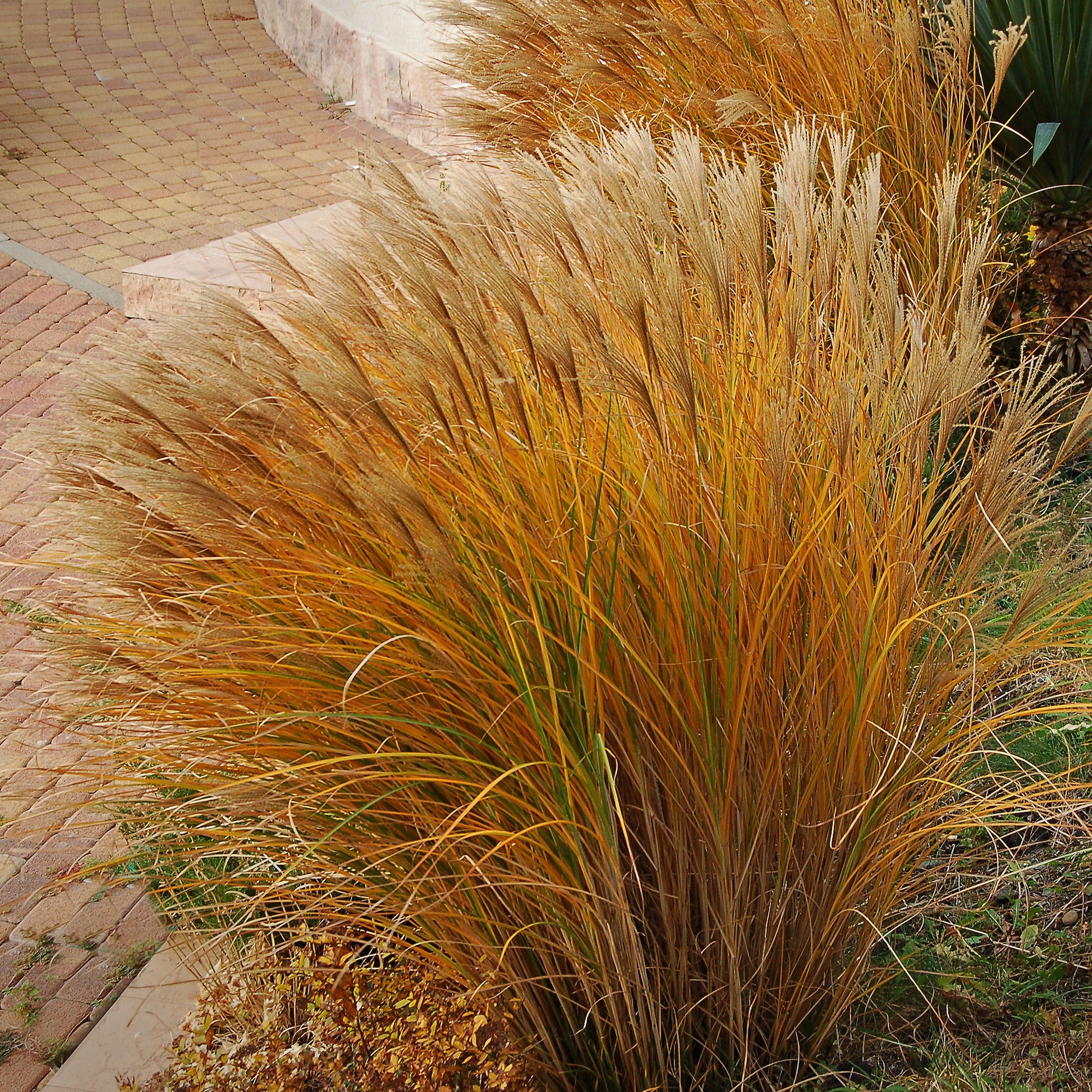 Prachtriet 'Gracillimus' - Miscanthus sinensis gracillimus - Bakker