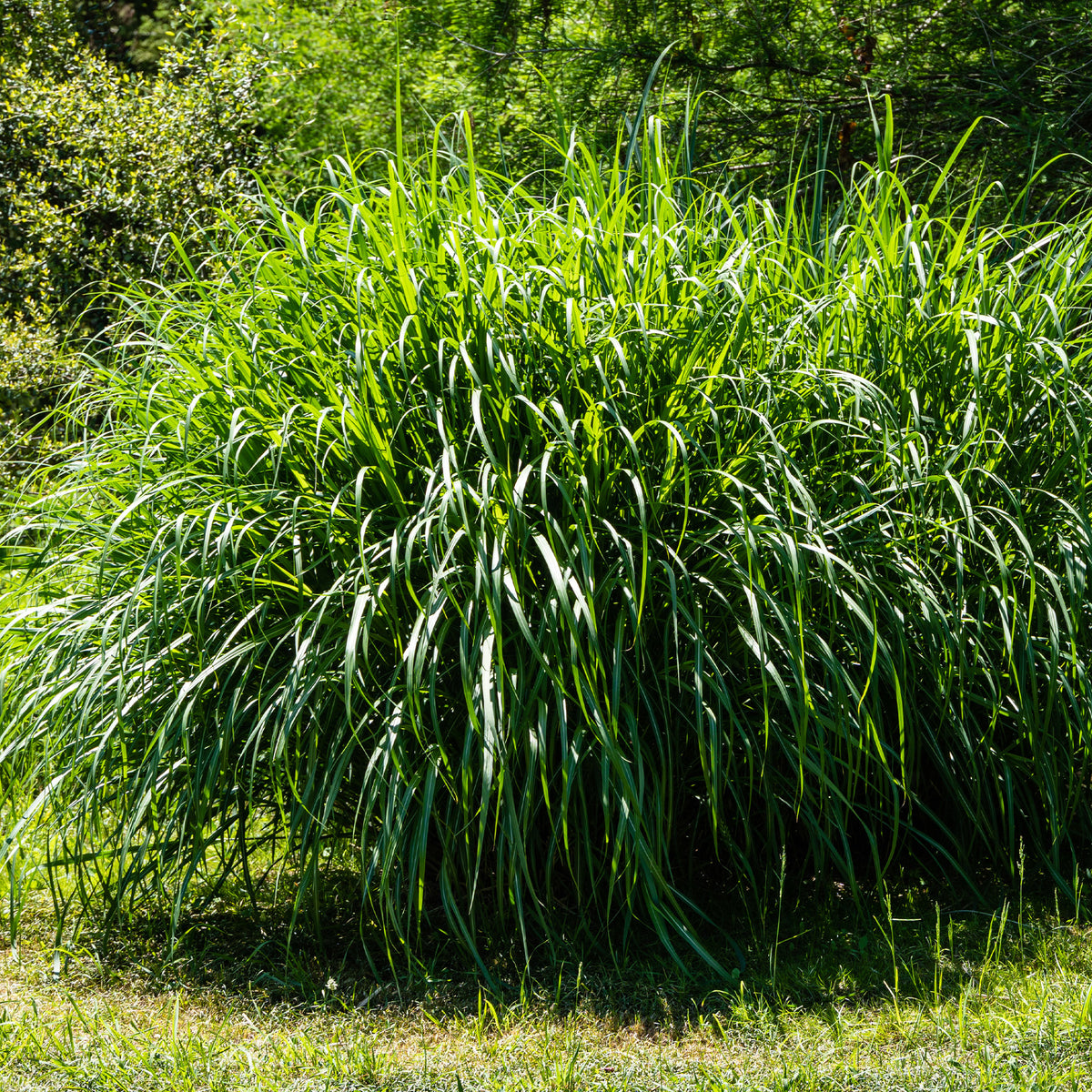 Verkoop Prachtriet 'Gracillimus'