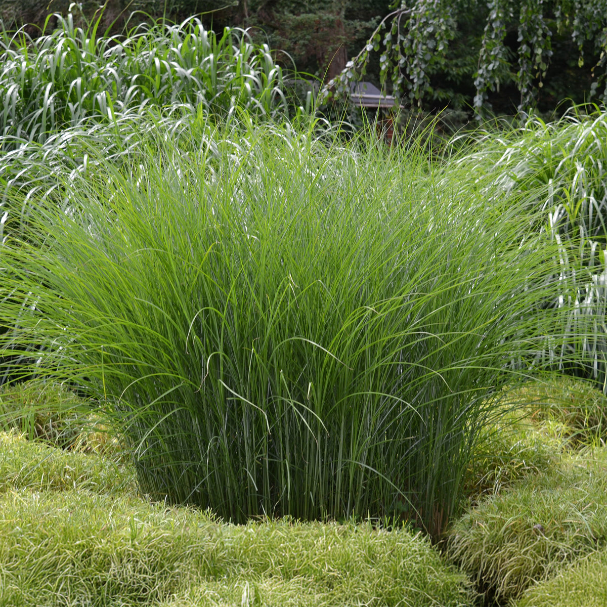Prachtriet 'Gracillimus' - Bakker
