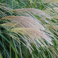 Miscanthus - Chinees riet - Prachtriet 'Gracillimus' - Miscanthus sinensis gracillimus