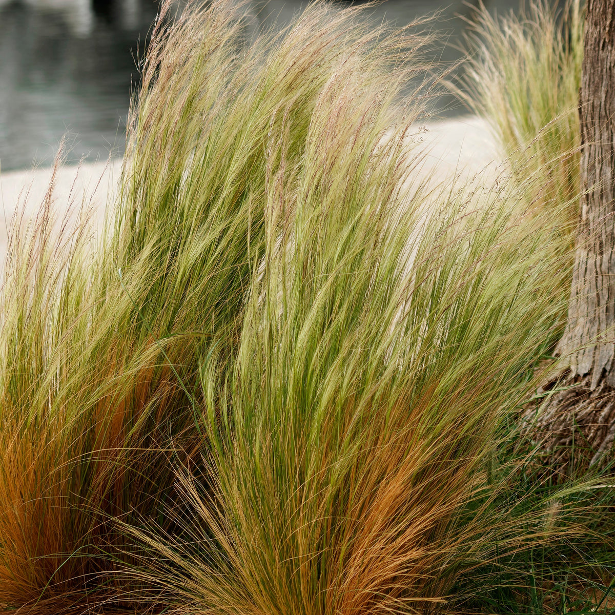 Verkoop 3 siergrassen voor droge grond - Pennisetum alopecuroides,Stipa tenuissima ,Festuca glauca