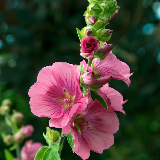 Lavatera 'Burgundy Wine' - op stam - Bakker
