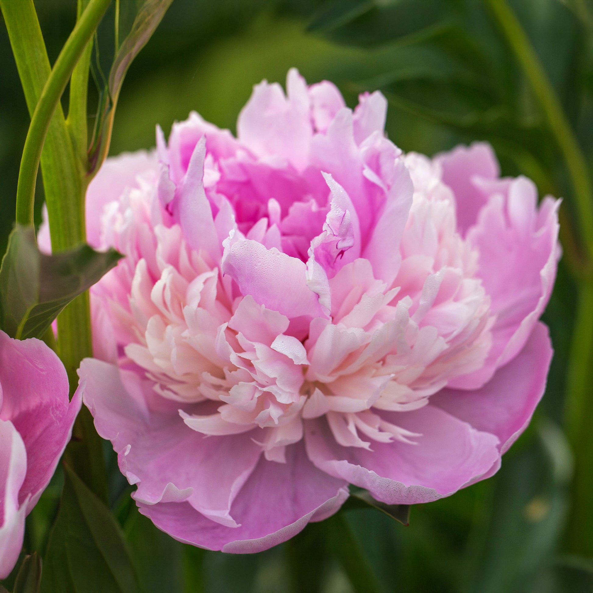 Pioenroos 'Sorbet' - Paeonia lactiflora x sorbet - Bakker
