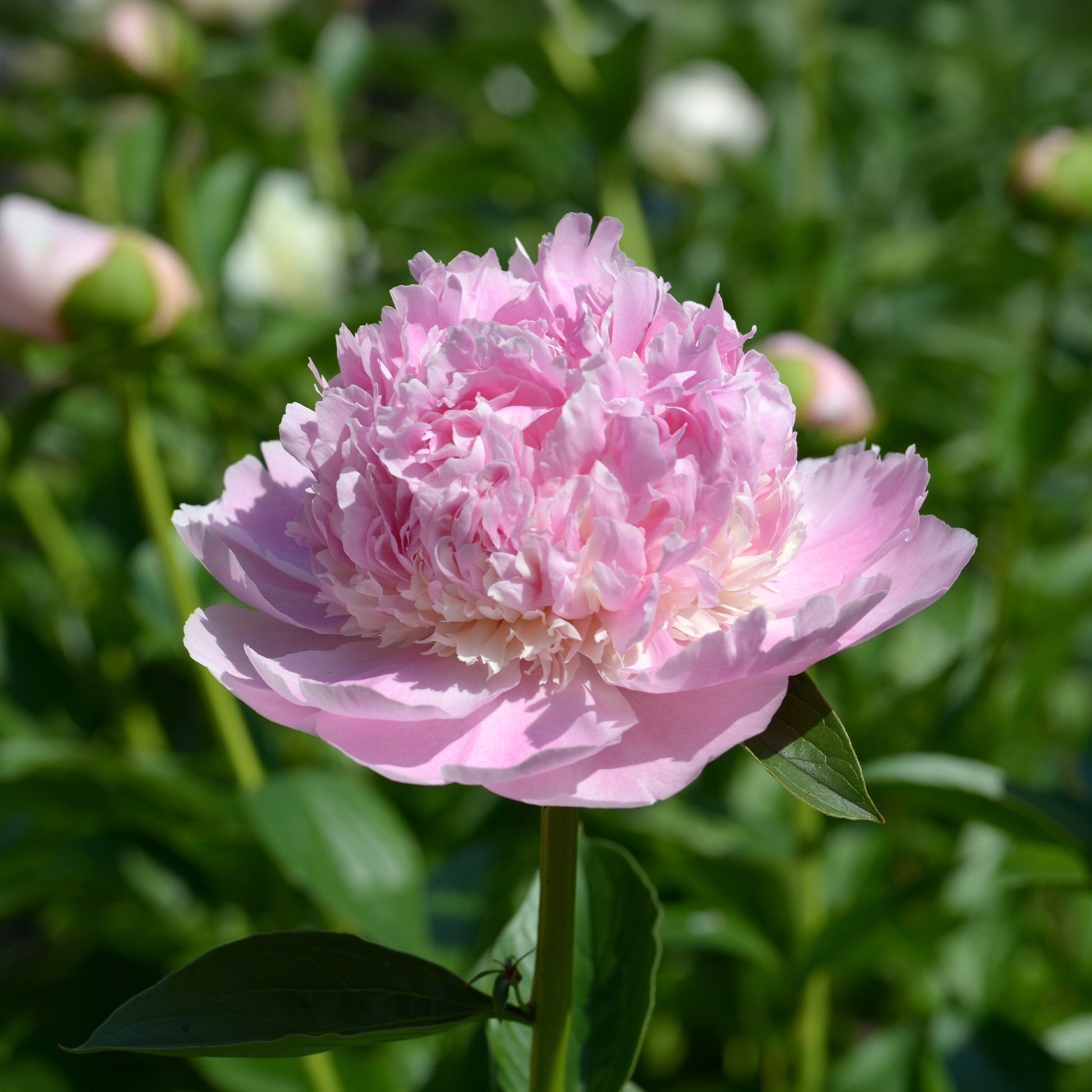Pioenrozen - Pioenroos 'Sorbet' - Paeonia lactiflora x sorbet