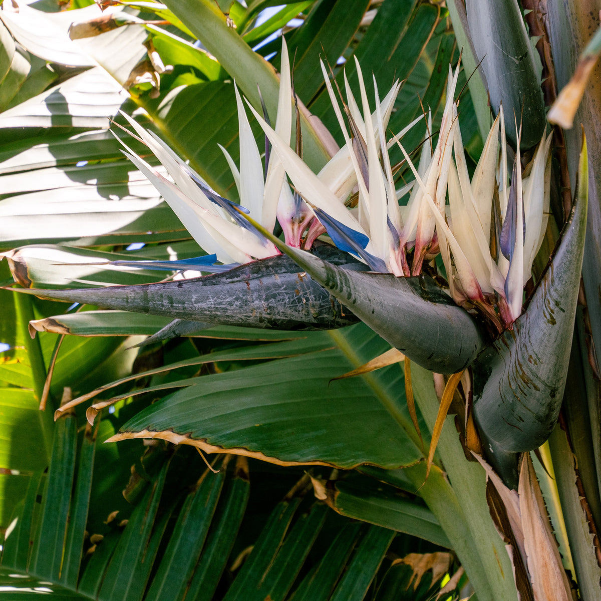 Strelitzia nicolai