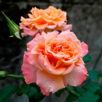 Grootbloemige roos 'Augusta Louise'® - Rosa augusta louise - Bakker
