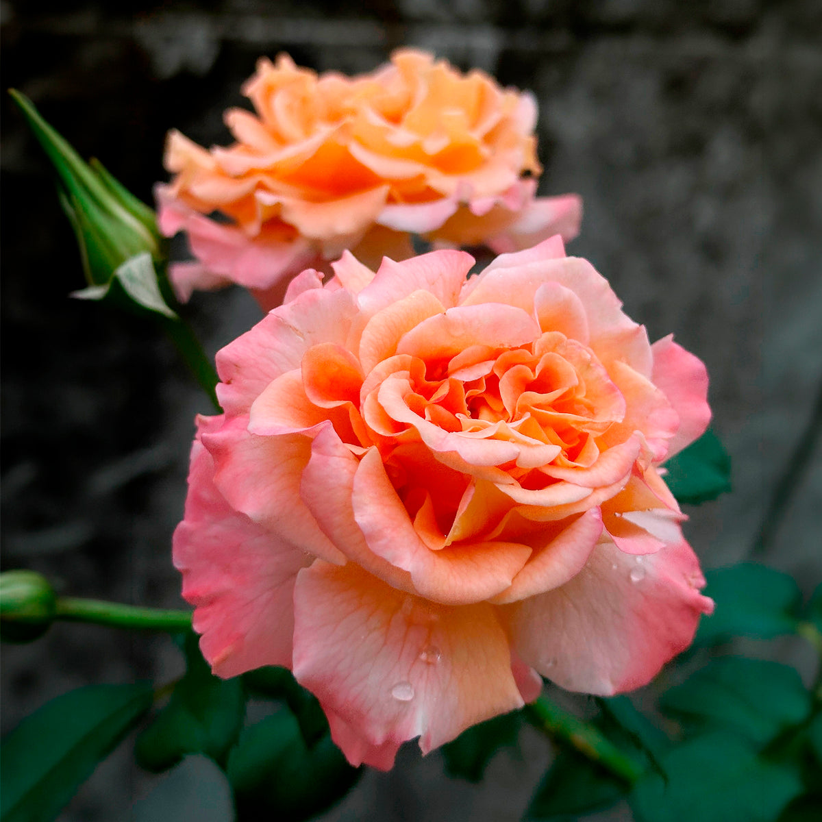 Grootbloemige roos 'Augusta Louise'® - Rosa augusta louise - Bakker