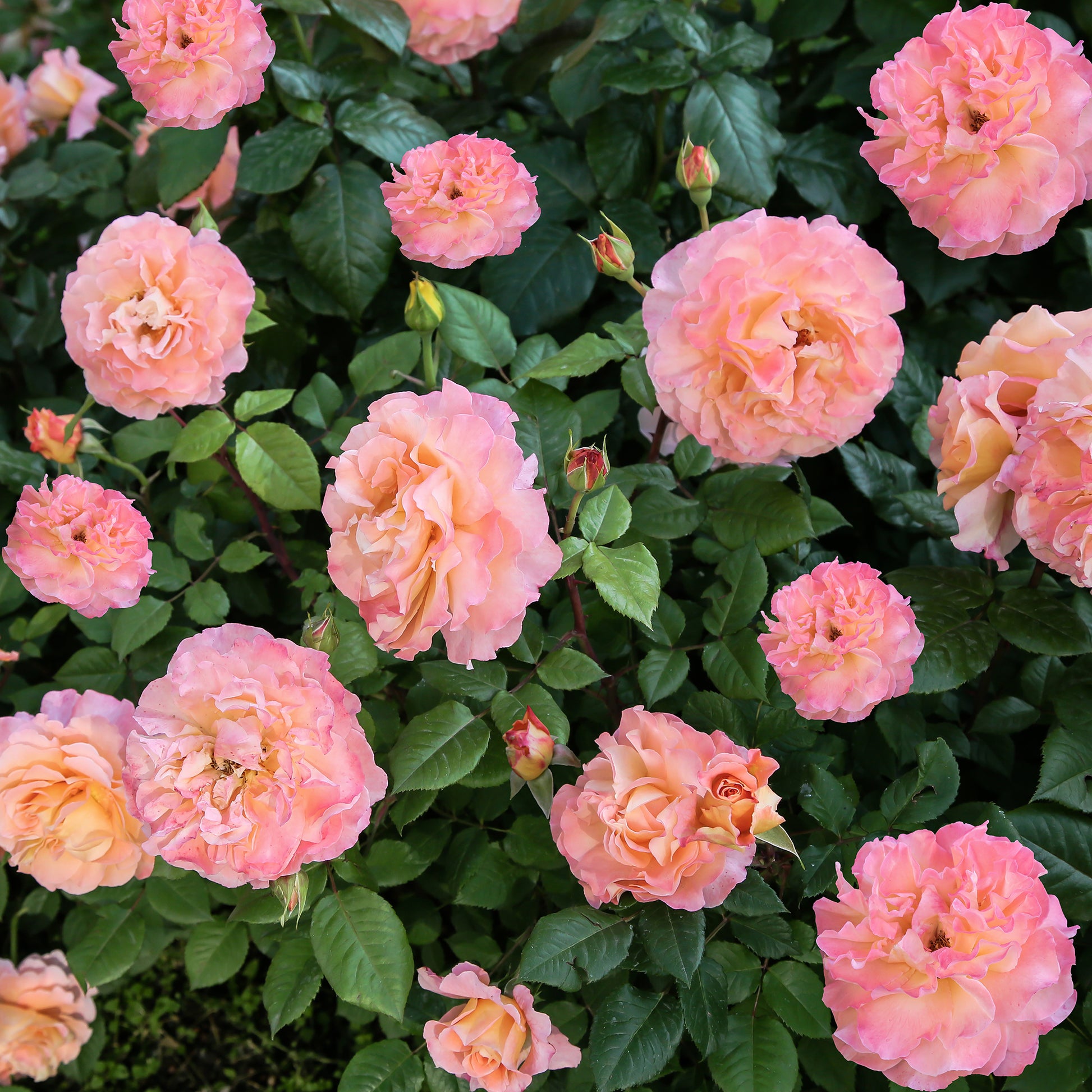 Rosa augusta louise - Grootbloemige roos 'Augusta Louise'® - Grootbloemige rozen