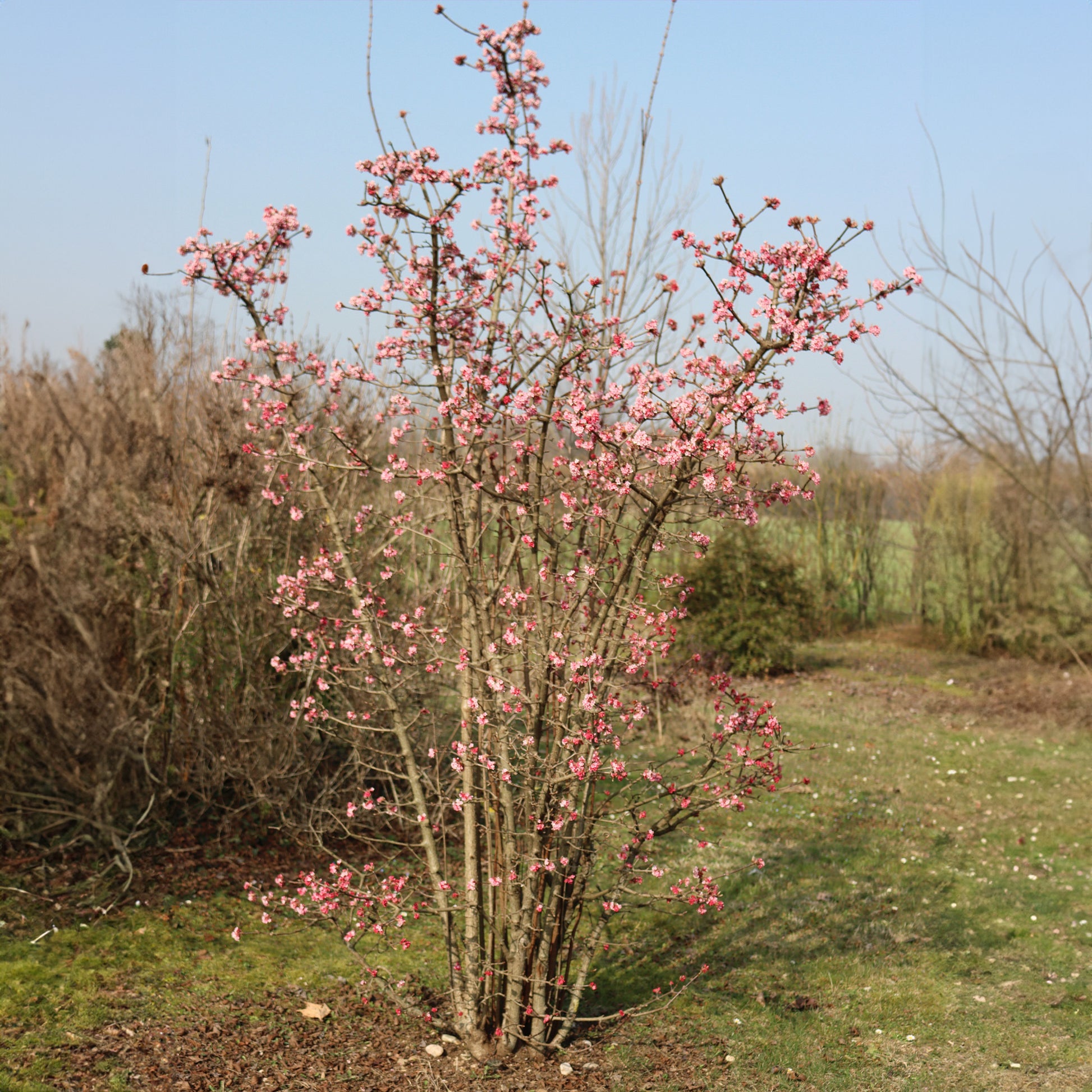 Wintersneeuwbal 'Dawn' - Viburnum bodnantense dawn - Heesters en vaste planten