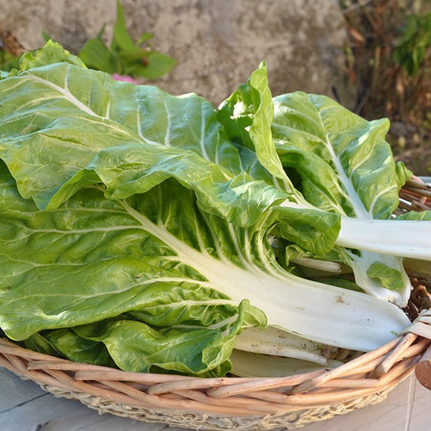 Snijbiet 'Blonde à Card Blanche' - Beta vulgaris cicla blonde à cardes blanches 2 - Zaden