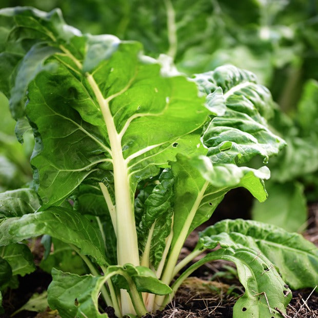 Snijbiet 'Blonde à Card Blanche' - Beta vulgaris cicla blonde à cardes blanches 2 - Moestuin