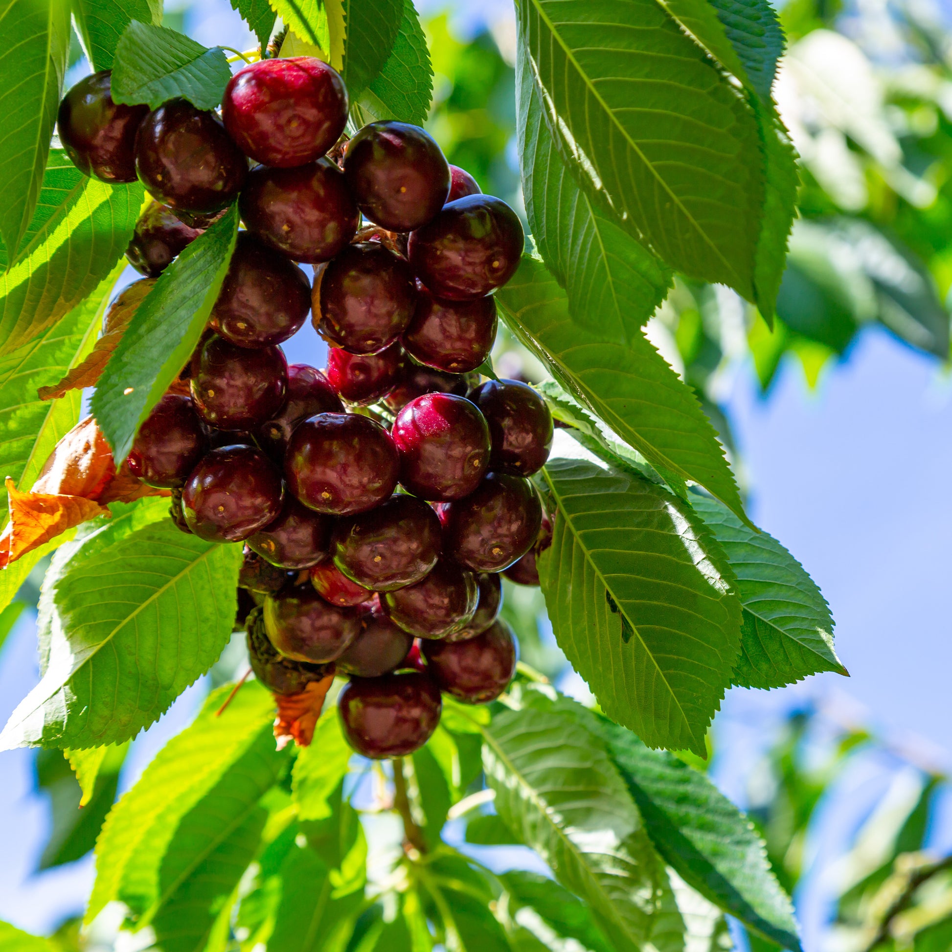 Kersenboom 'Kordia' - Prunus avium kordia - Fruit