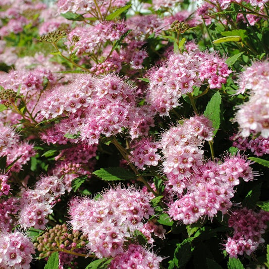 Spierstruik 'Shirobana' - Spiraea japonica shirobana - Tuinplanten