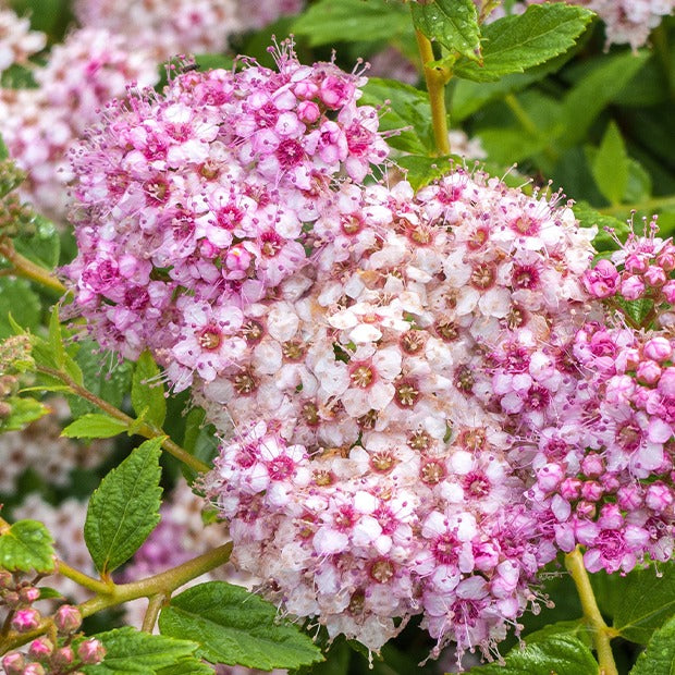 Spierstruik 'Shirobana' - Spiraea japonica Genpei - Bakker