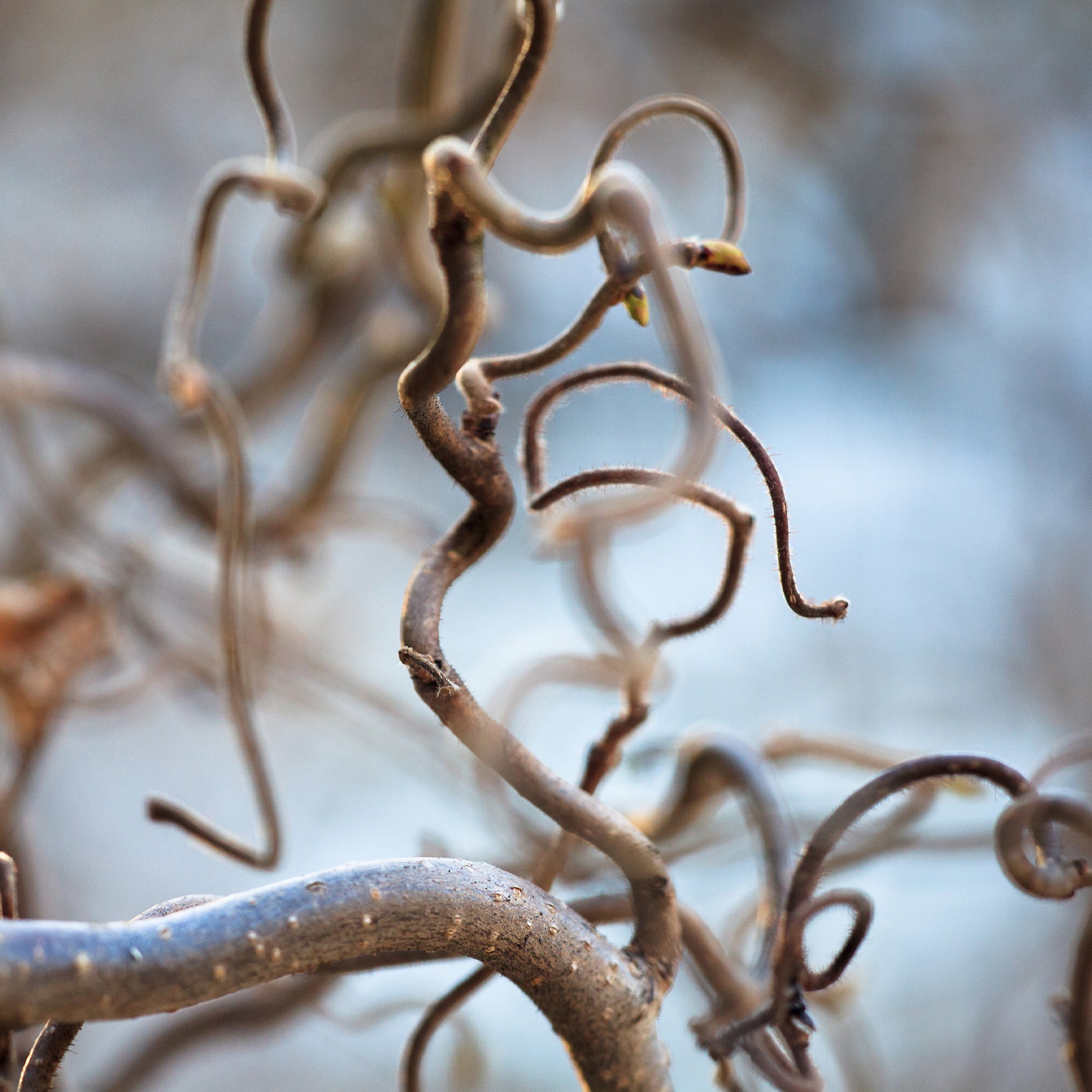 Hazelaar - Kronkelhazelaar 'Contorta' - Corylus avellana 'contorta'