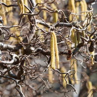 Corylus avellana 'contorta' - Kronkelhazelaar 'Contorta' - Hazelaar