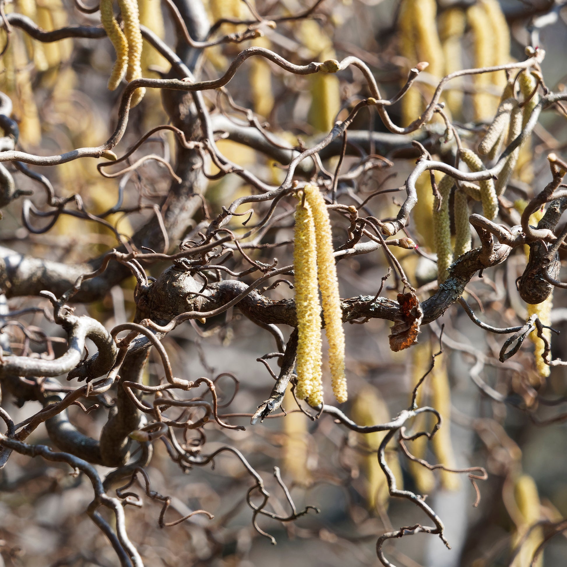 Corylus avellana 'contorta' - Kronkelhazelaar 'Contorta' - Hazelaar