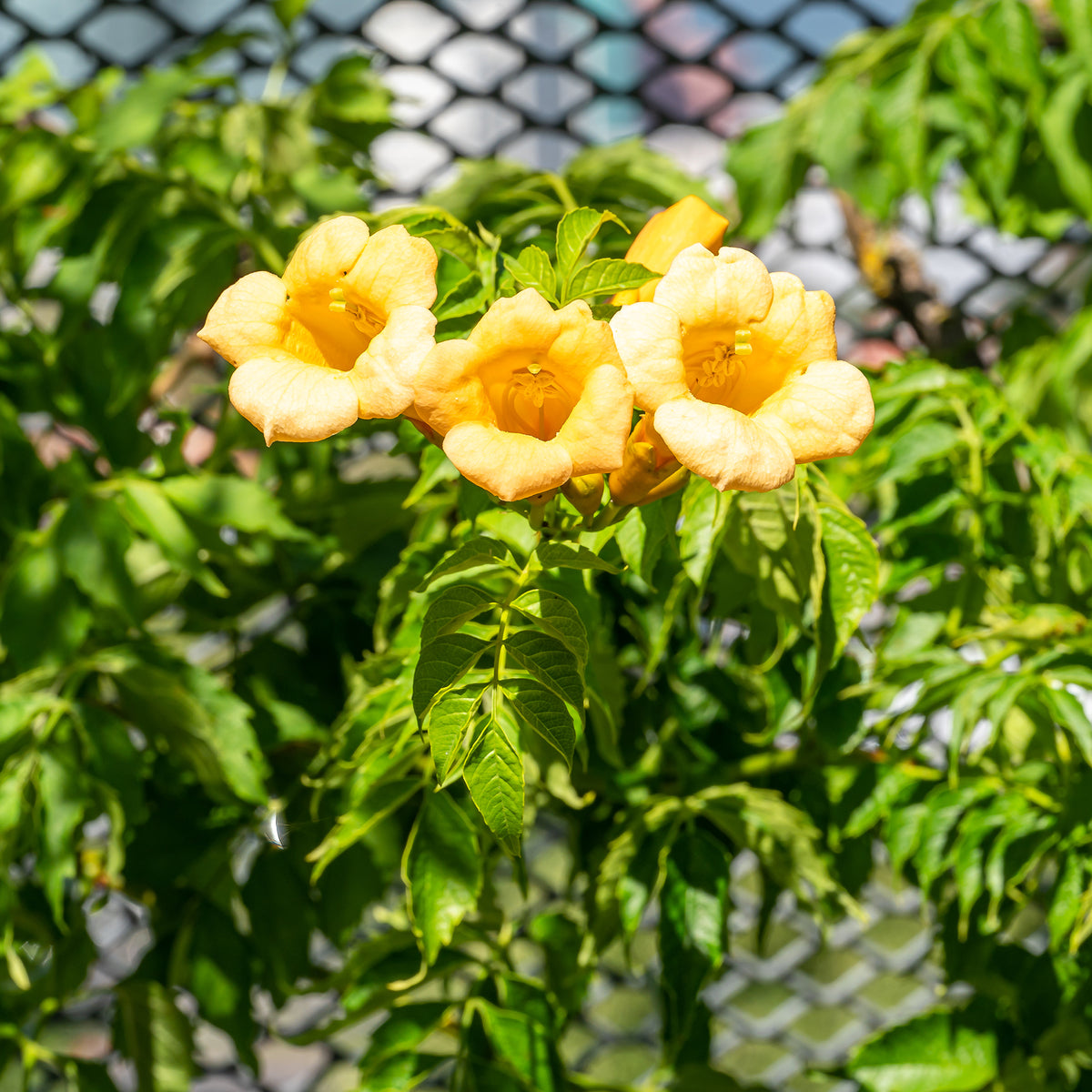 Trompetbloem 'Yellow Trumpet' - Campsis radicans Yellow Trumpet - Bakker
