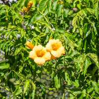 Trompetbloem 'Yellow Trumpet'