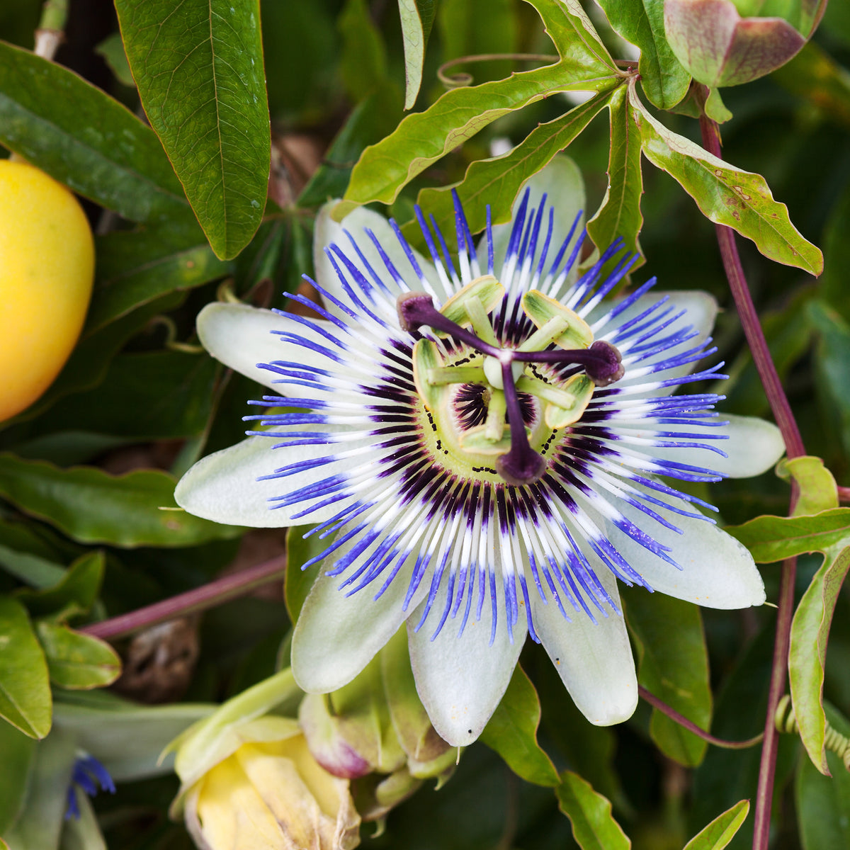 Passiebloem