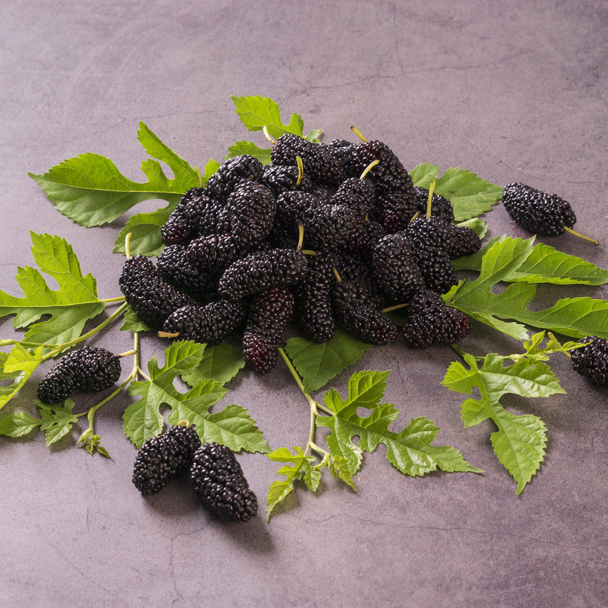 Verkoop Moerbei 'Mulle' - Fruitbomen
