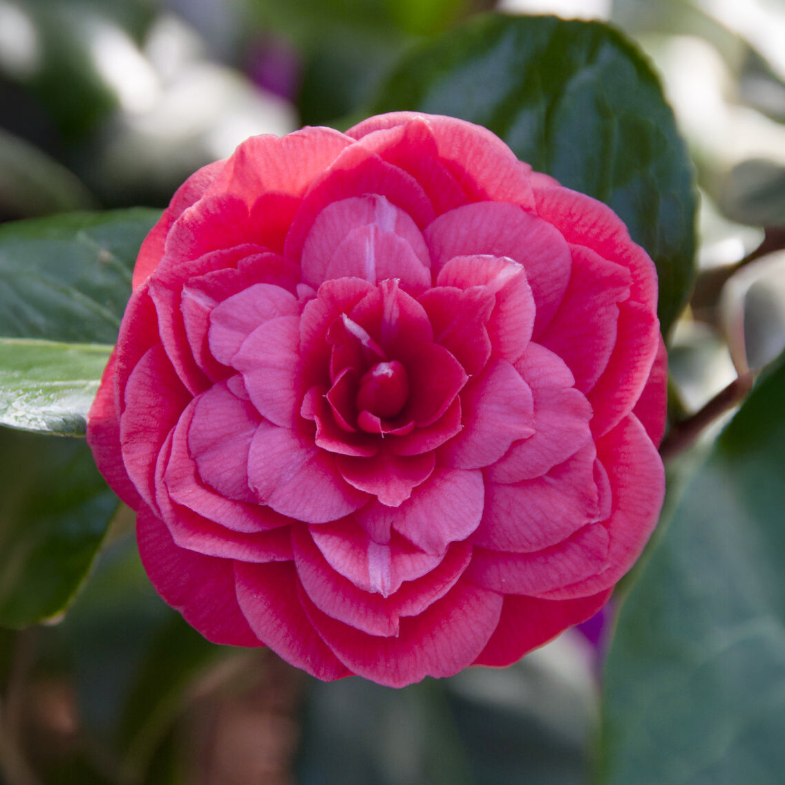 Camellia