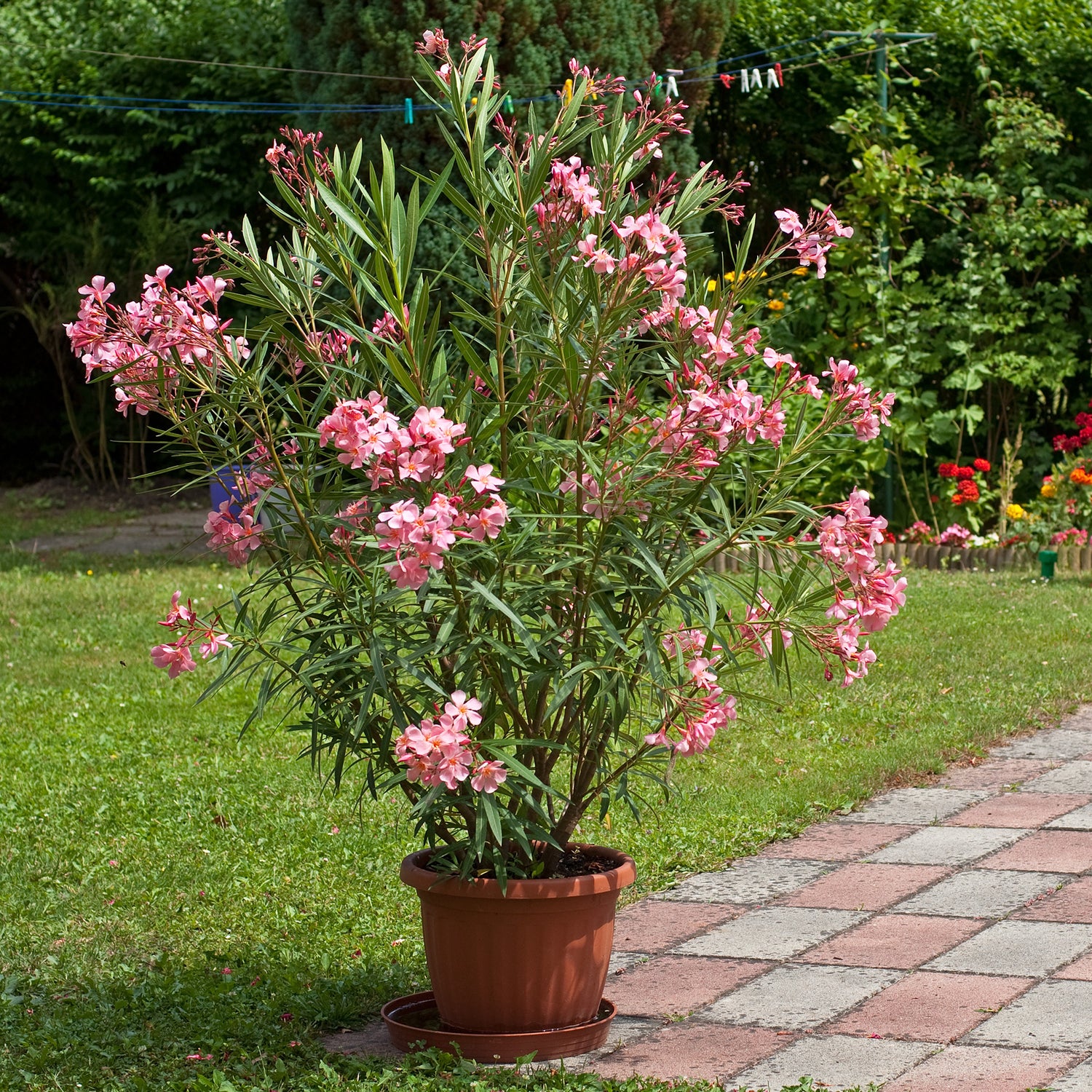 Buitenplanten in sierpot