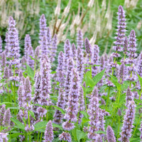 Dropplant 'Blue Fortune' - Agastache blue fortune - Bakker