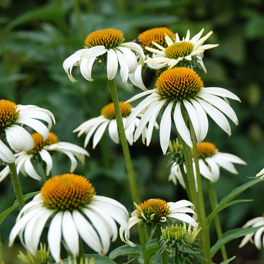 Zonnehoed 'Alba'
