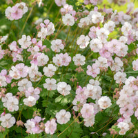 Geranium 'Biokovo' - Geranium cantabrigiense Biokovo - Bakker