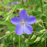 Geranium 'Johnson's Blue' - Geranium johnson's blue - Bakker
