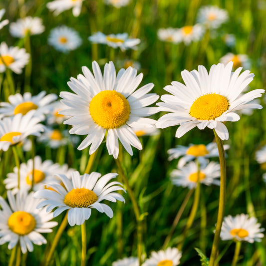 Margriet 'Maikoningin'
