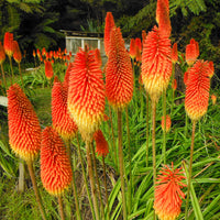 Verkoop Vuurpijl (x5) - Kniphofia uvaria